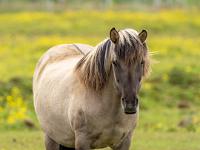 Frontfoto hellbraunes Islandpferd mit farbiger Mähne